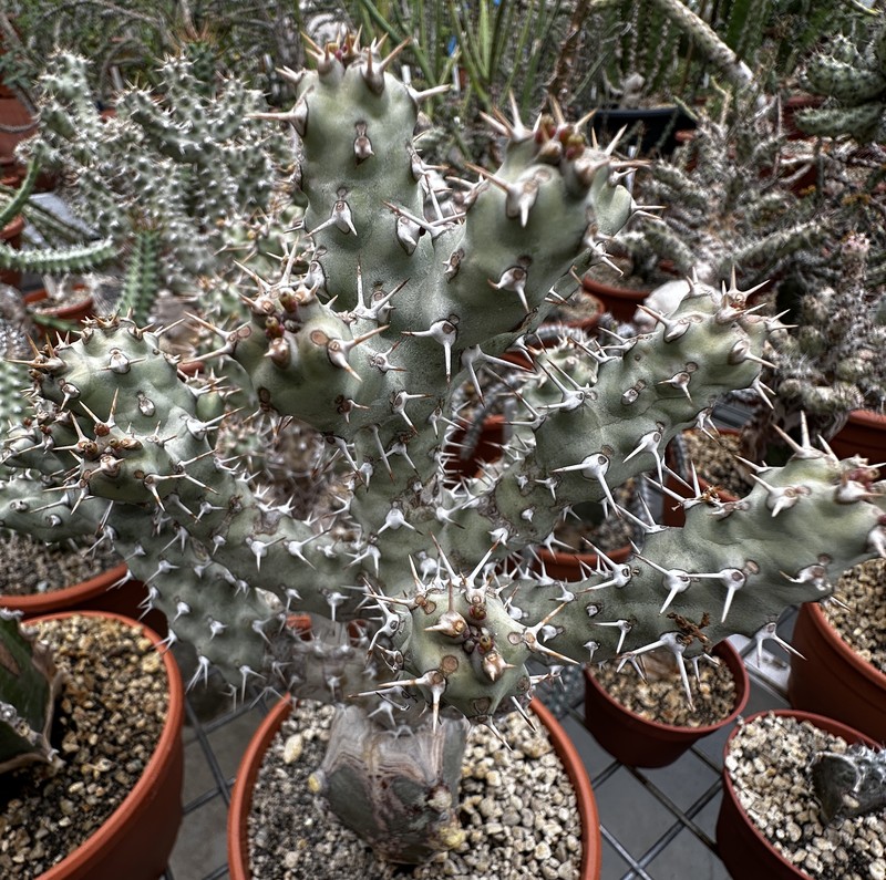 Euphorbia ponderosa photo 4