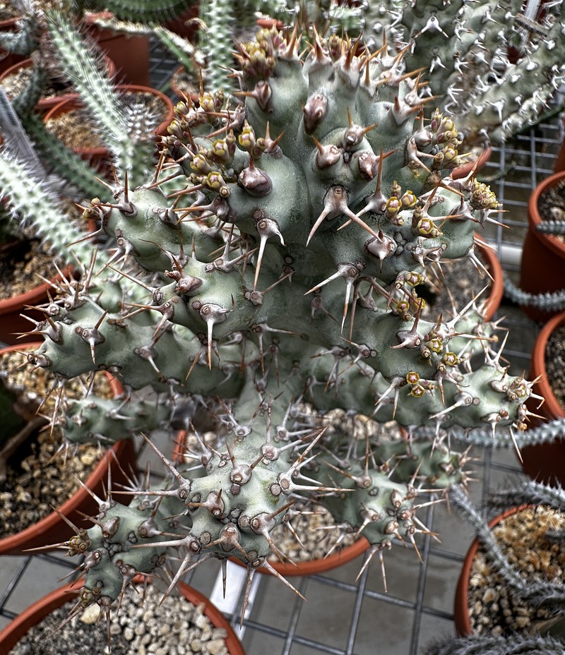 Euphorbia ponderosa photo 5