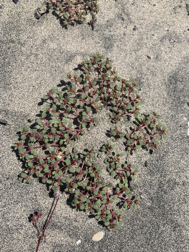 Euphorbia pondii
