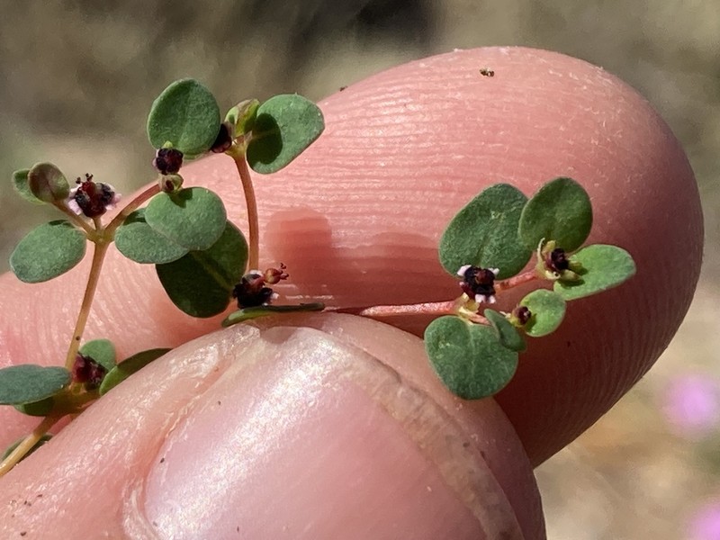 Euphorbia pondii photo 2
