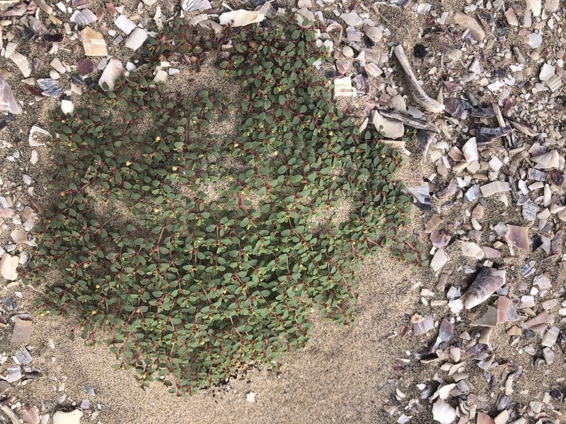 Euphorbia pondii photo 3