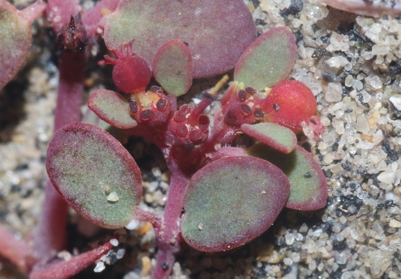 Euphorbia pondii photo 4