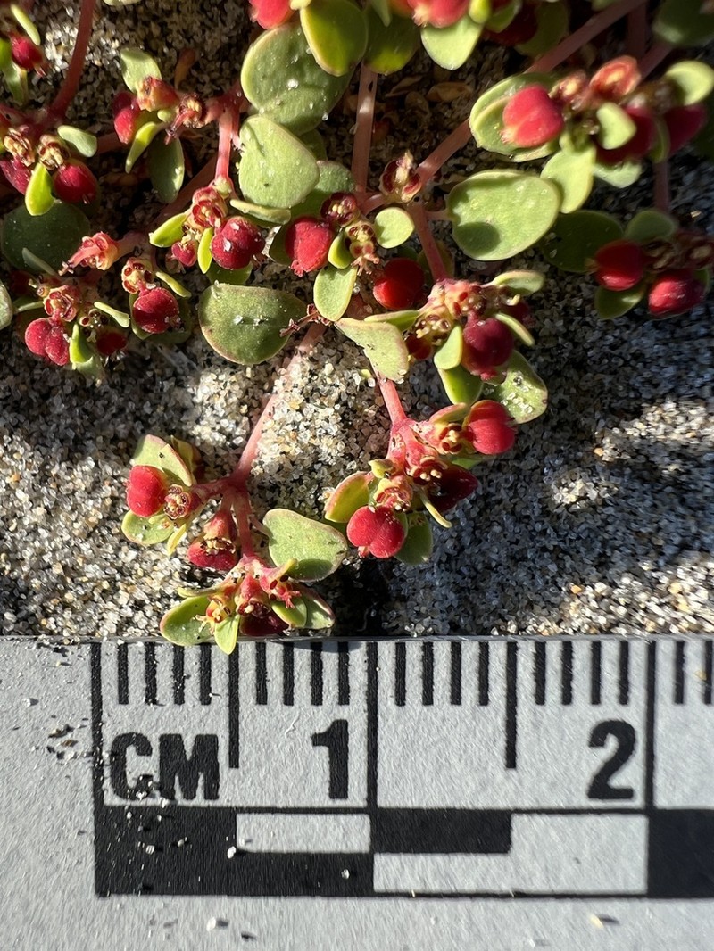 Euphorbia pondii photo 6