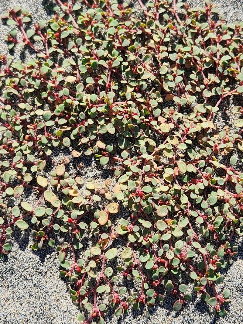 Euphorbia pondii photo 7