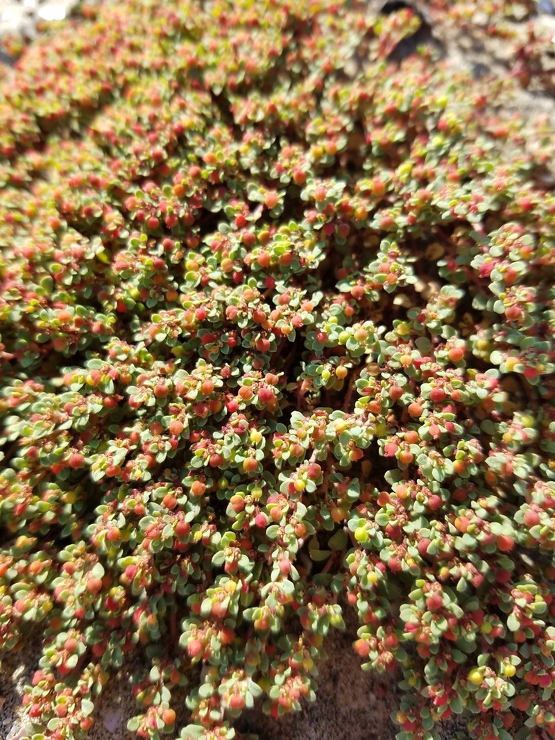 Euphorbia pondii photo 8