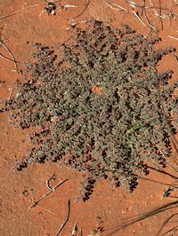 Euphorbia porcata