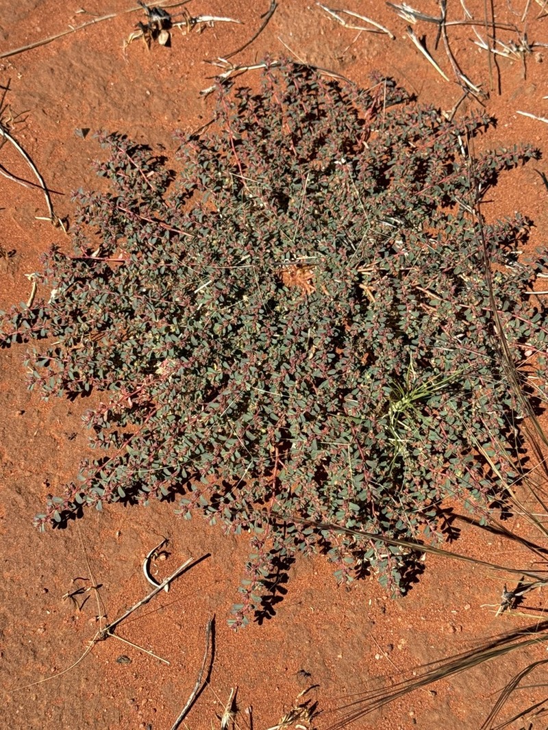Euphorbia porcata