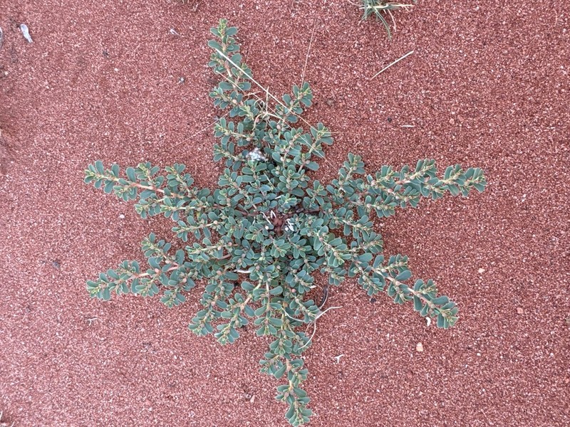 Euphorbia porcata photo 2