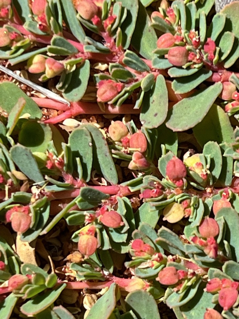 Euphorbia porcata photo 3