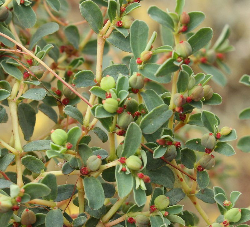Euphorbia porcata photo 4