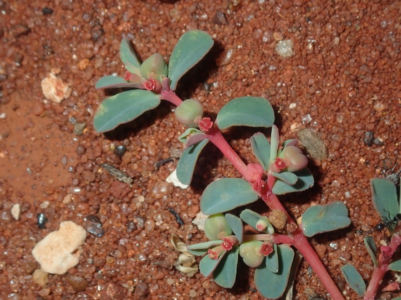 Euphorbia porcata photo 5
