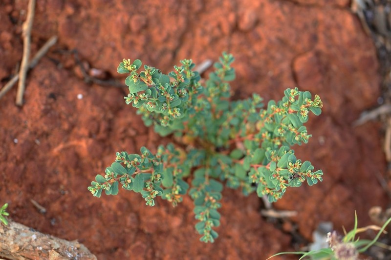 Euphorbia porcata photo 6