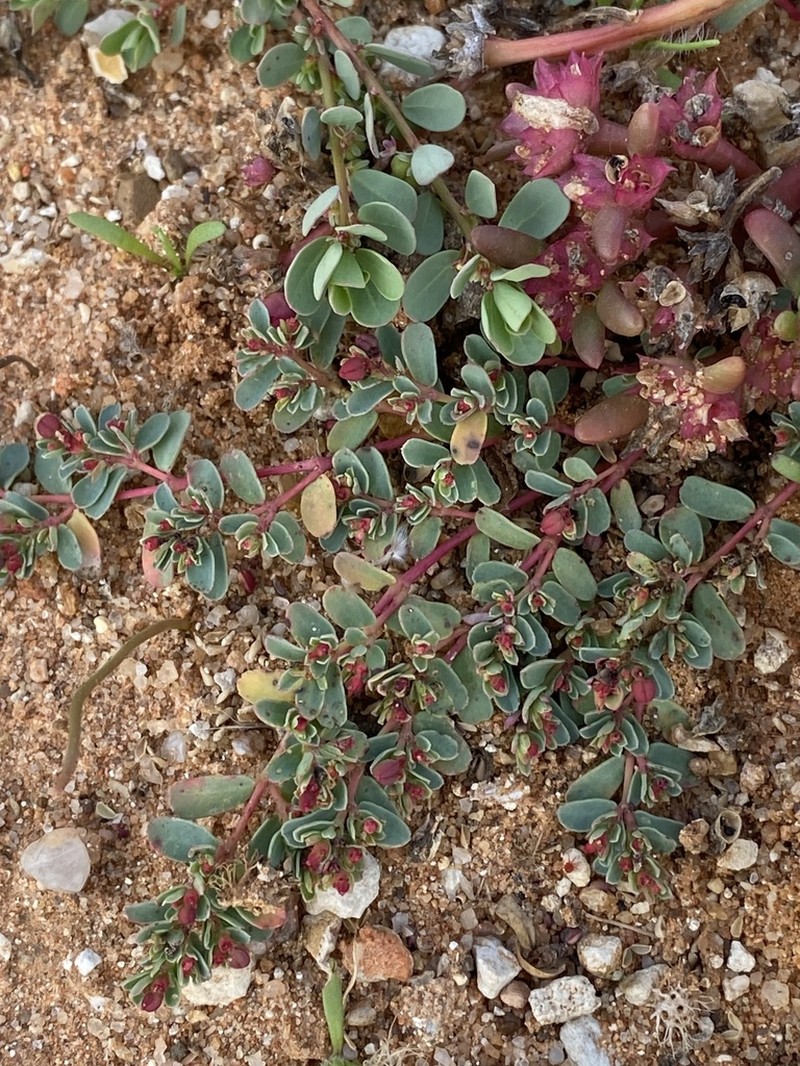 Euphorbia porcata photo 7