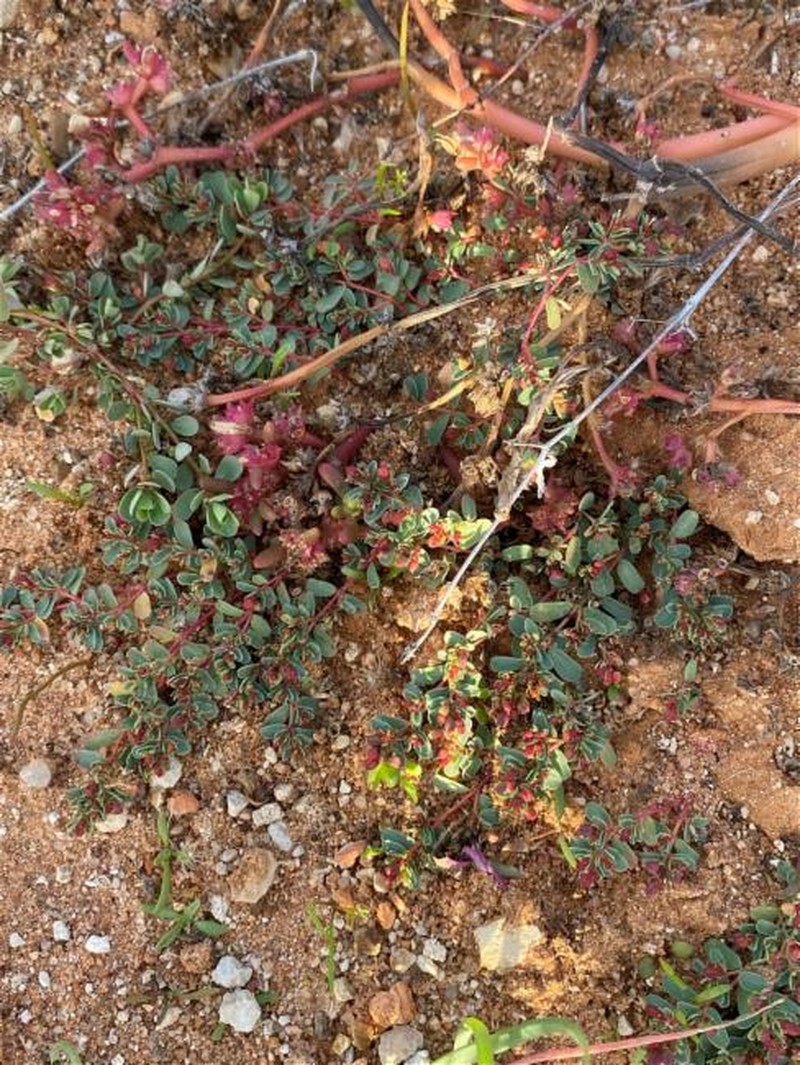 Euphorbia porcata photo 8