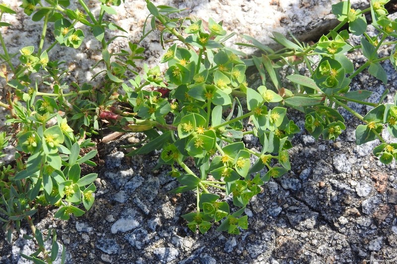 Euphorbia portlandica