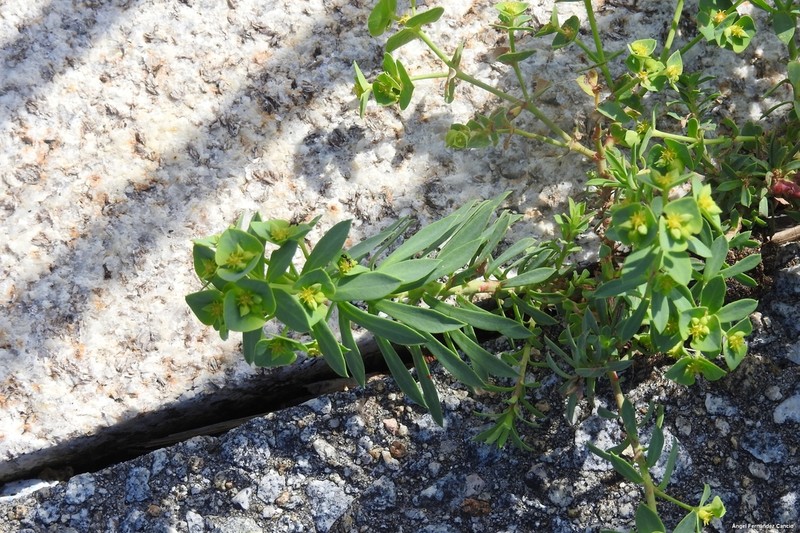 Euphorbia portlandica photo 3