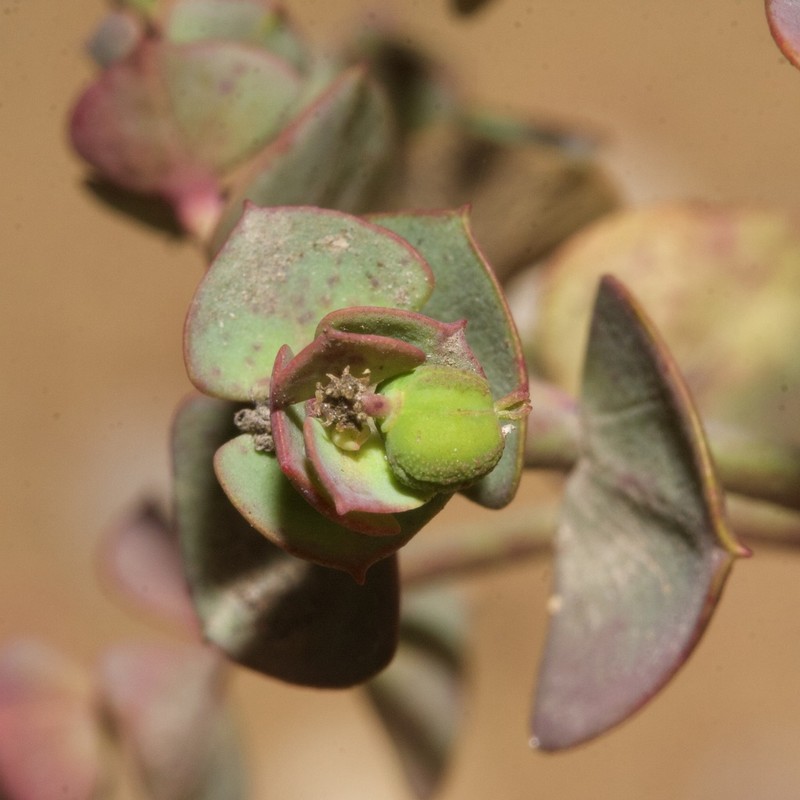 Euphorbia portlandica photo 4