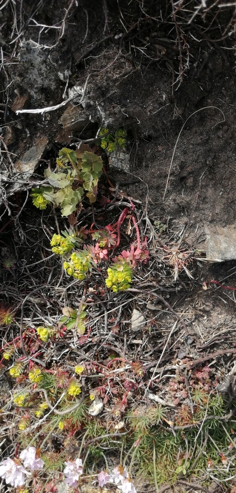 Euphorbia portlandica photo 5