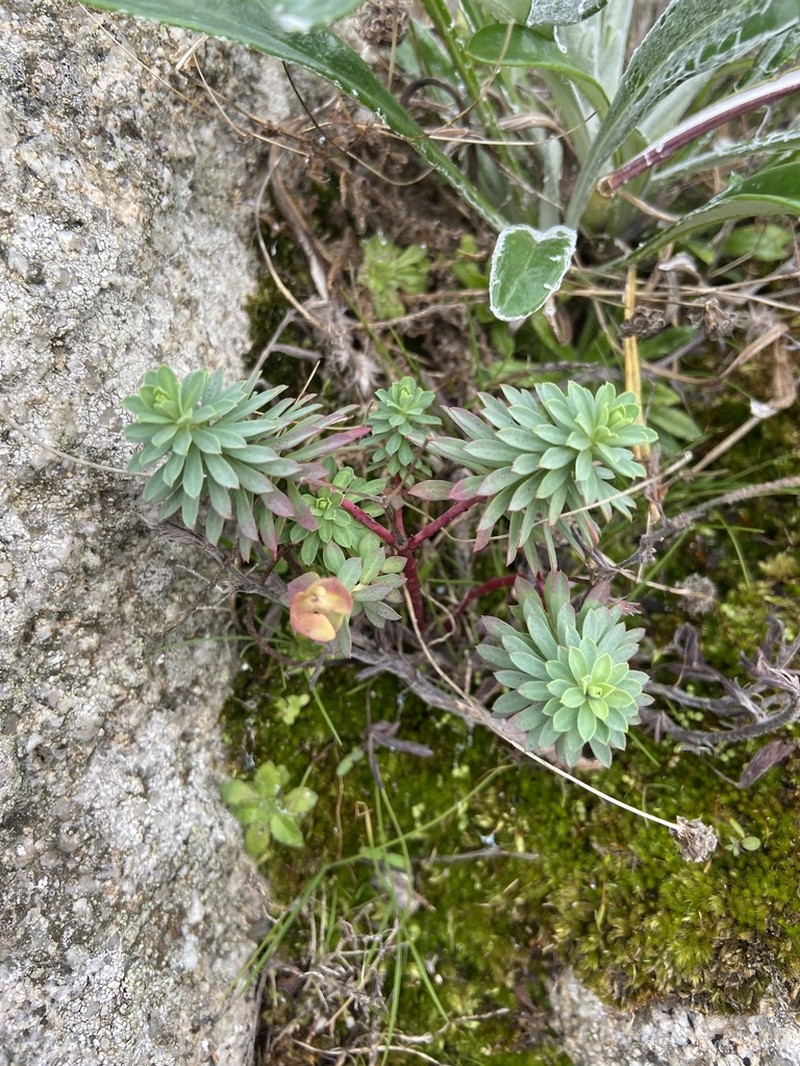 Euphorbia portlandica photo 6