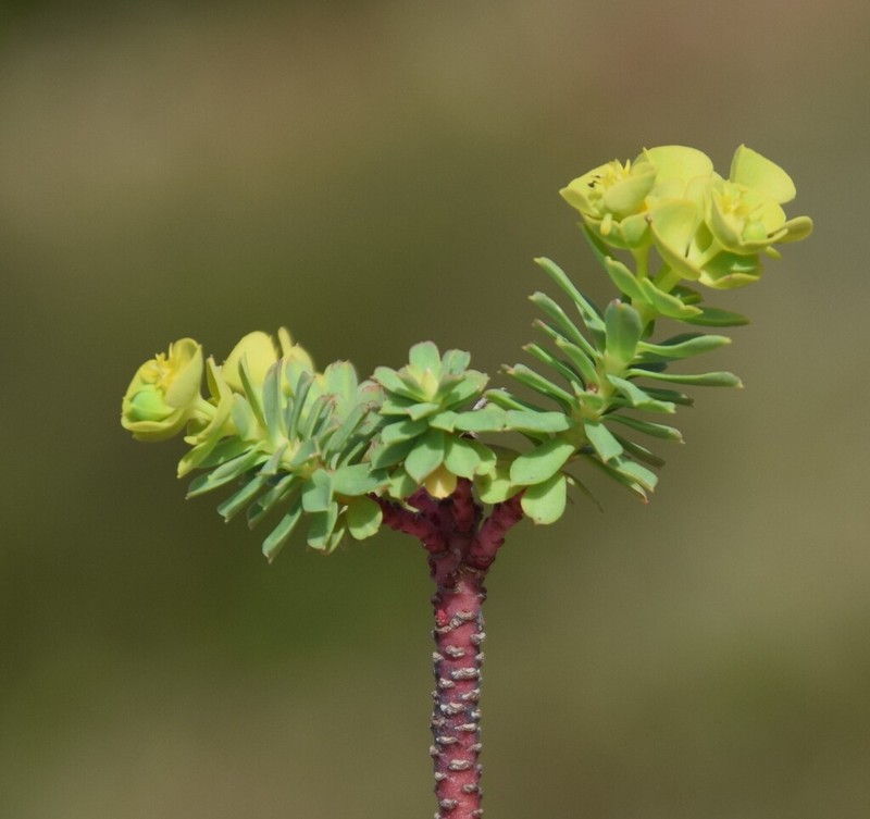 Euphorbia portlandica photo 7