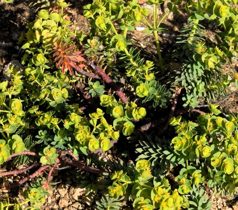 Euphorbia portlandica photo 8