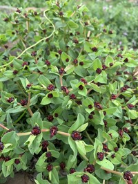Euphorbia portulacoides