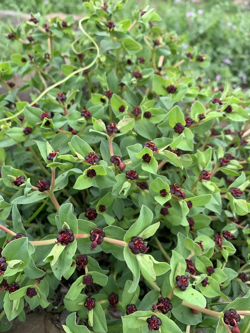 Euphorbia portulacoides