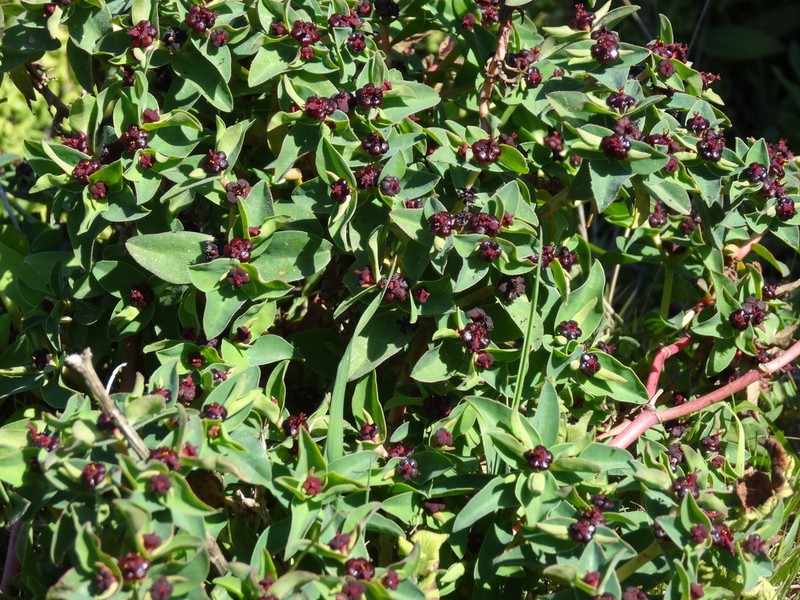 Euphorbia portulacoides photo 2