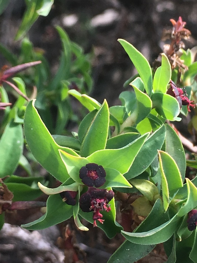 Euphorbia portulacoides photo 3