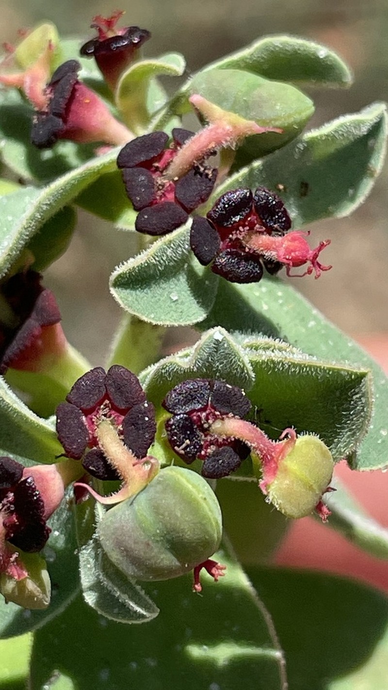 Euphorbia portulacoides photo 4