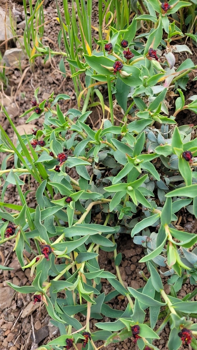 Euphorbia portulacoides photo 5