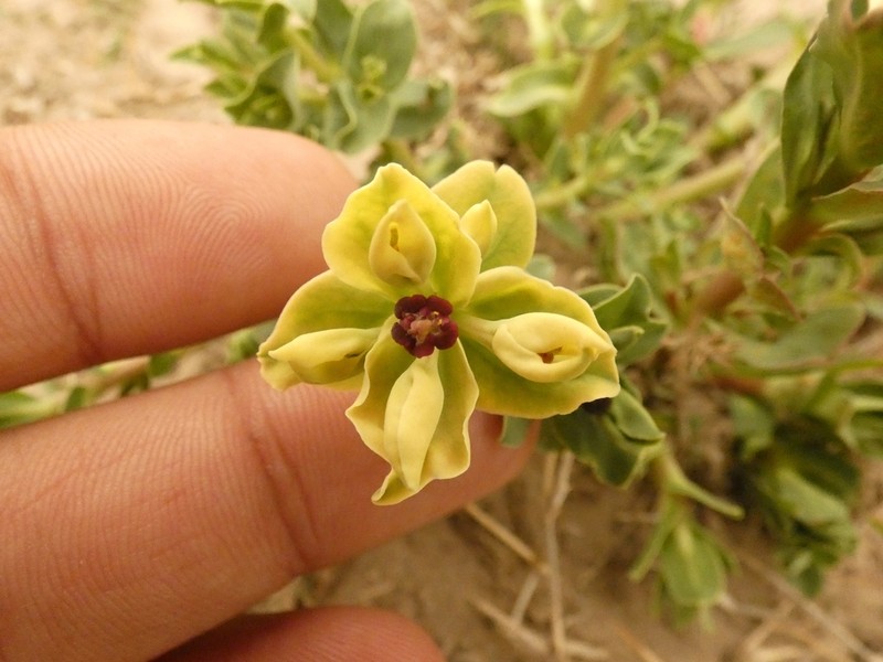 Euphorbia portulacoides photo 6