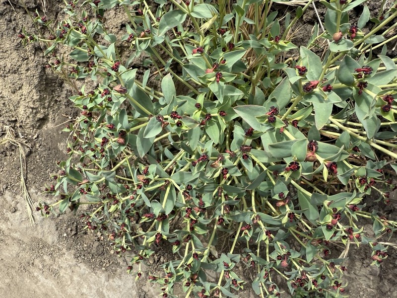 Euphorbia portulacoides photo 7