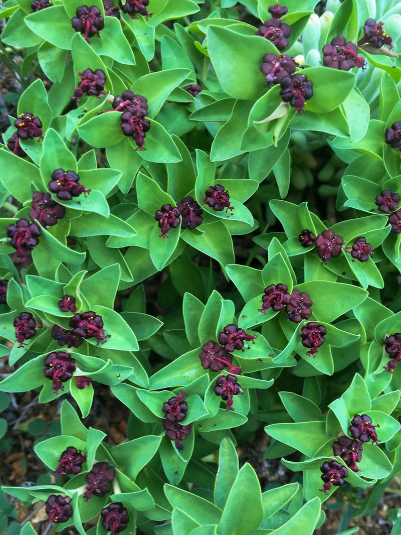 Euphorbia portulacoides photo 8