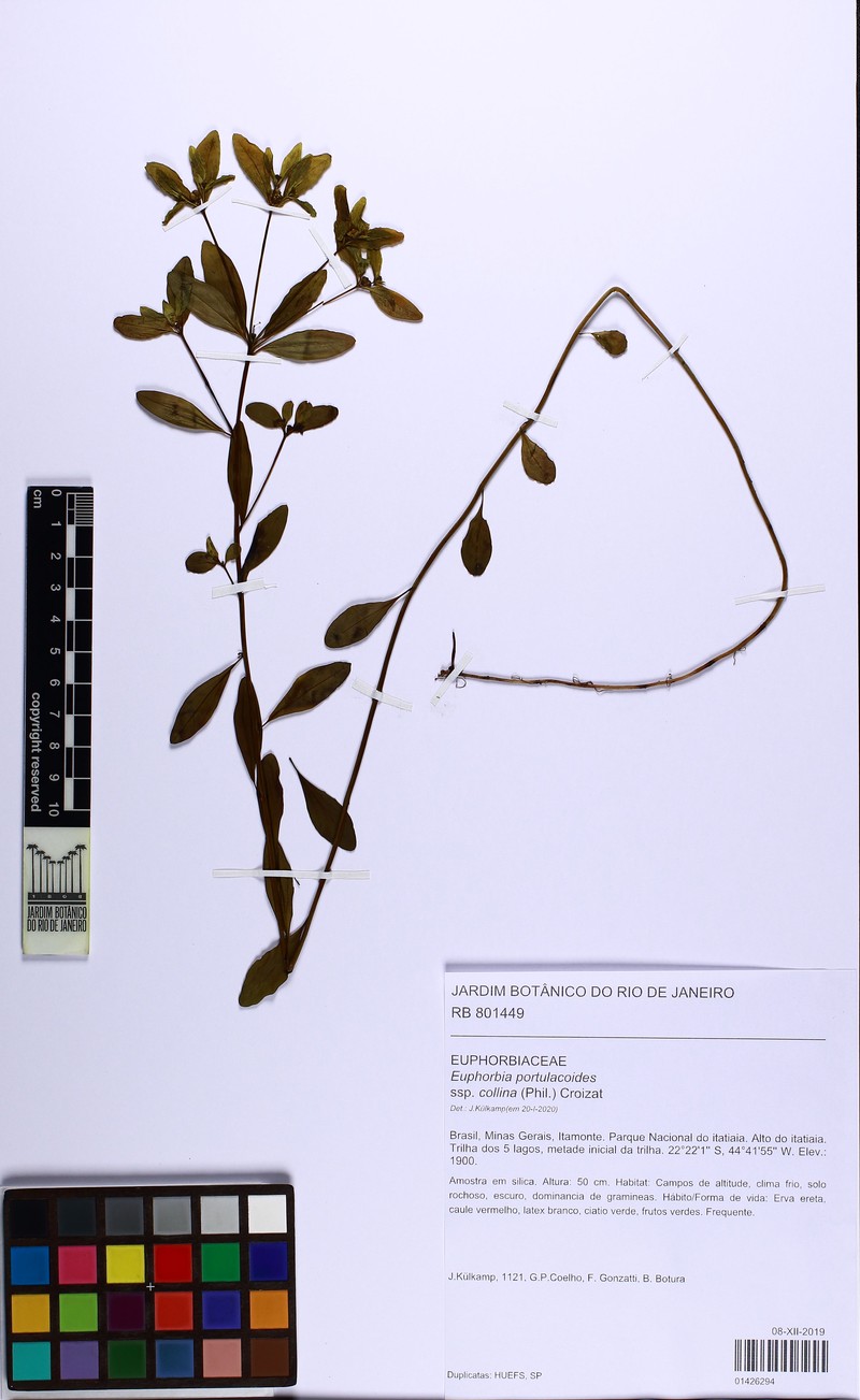 Euphorbia portulacoides subsp. collina