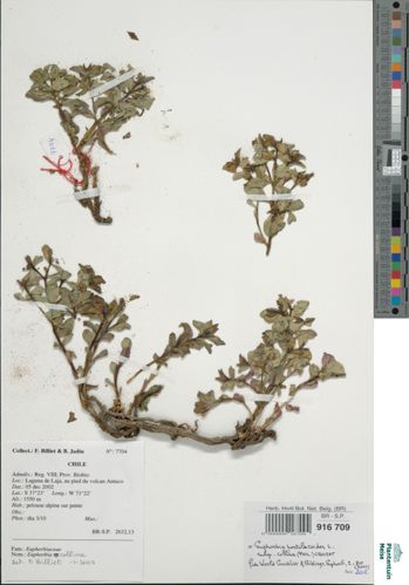 Euphorbia portulacoides subsp. collina photo 2