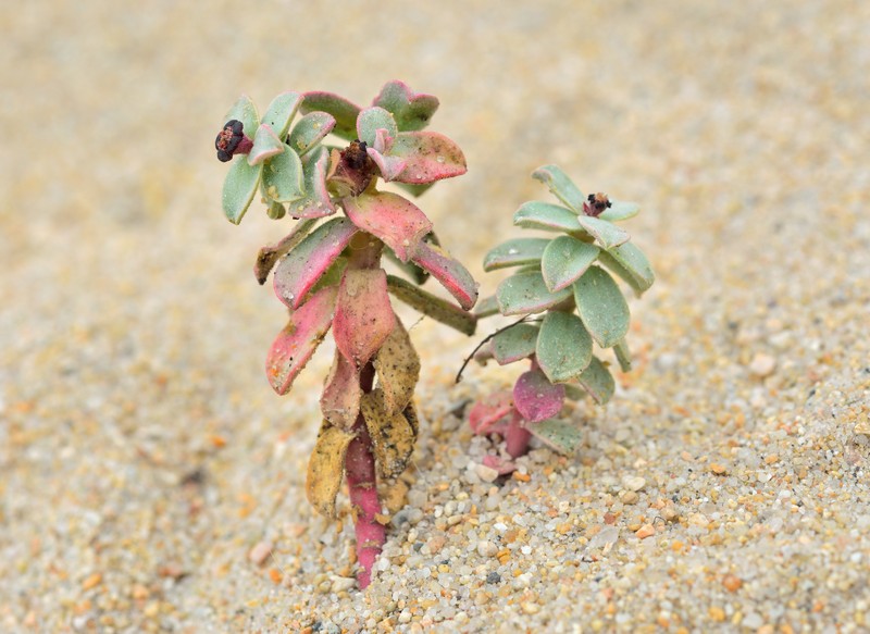 Euphorbia portulacoides subsp. portulacoides