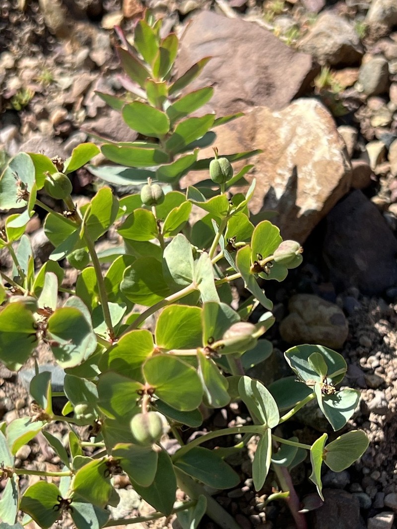 Euphorbia potaninii