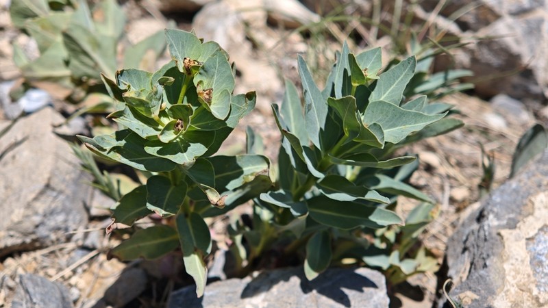 Euphorbia potaninii photo 2