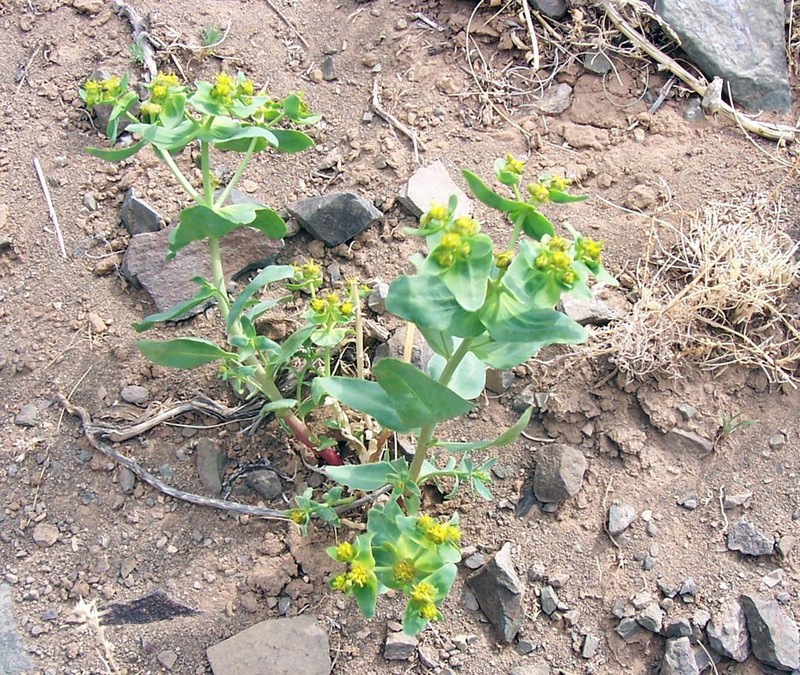 Euphorbia potaninii photo 3