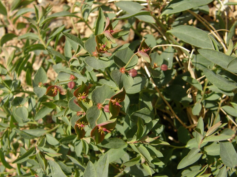 Euphorbia potaninii photo 4