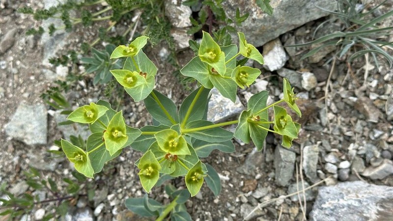 Euphorbia potaninii photo 5