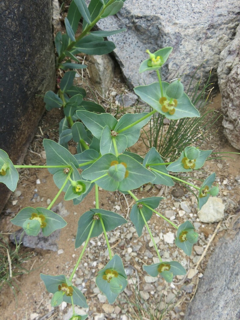 Euphorbia potaninii photo 6