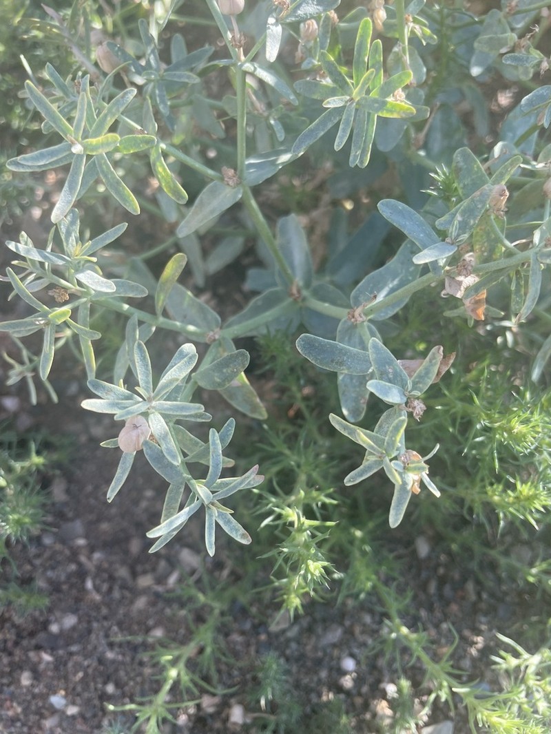 Euphorbia potaninii photo 7