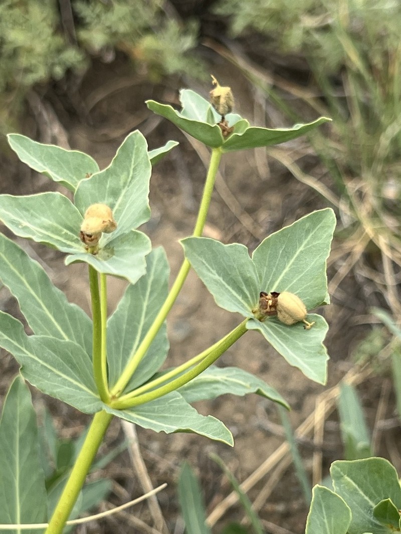 Euphorbia potaninii photo 8