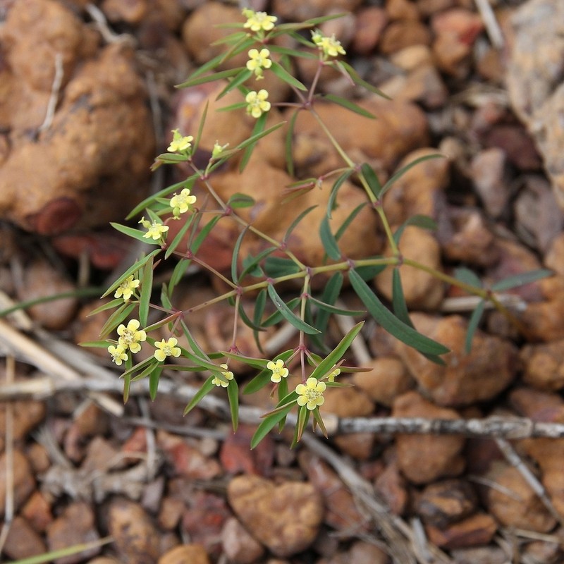 Euphorbia potentilloides