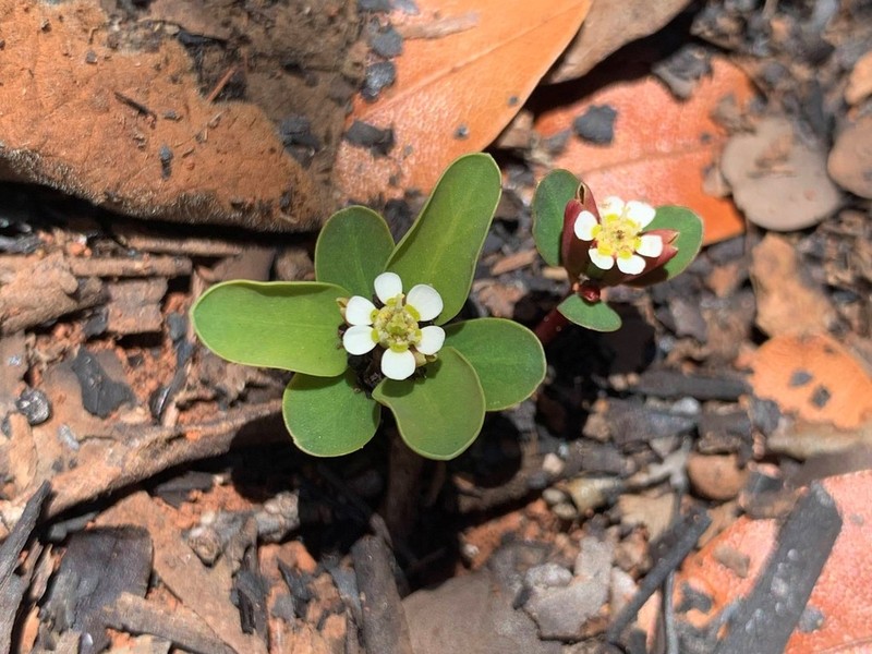 Euphorbia potentilloides photo 2