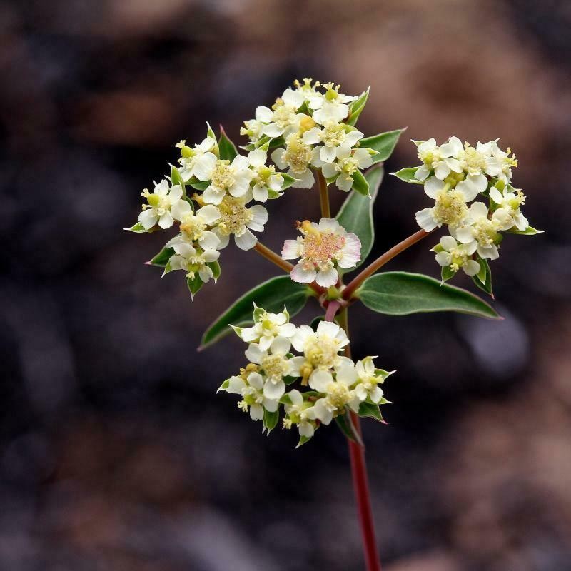 Euphorbia potentilloides photo 3
