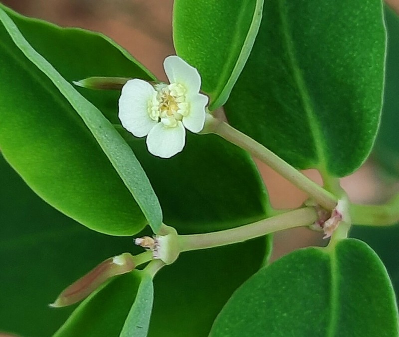 Euphorbia potentilloides photo 4