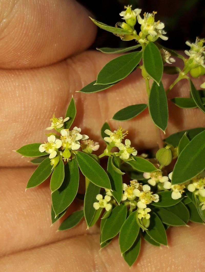 Euphorbia potentilloides photo 5